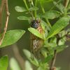 Cicadapocalypse Now: Cicadas Are Swarming Staten Island